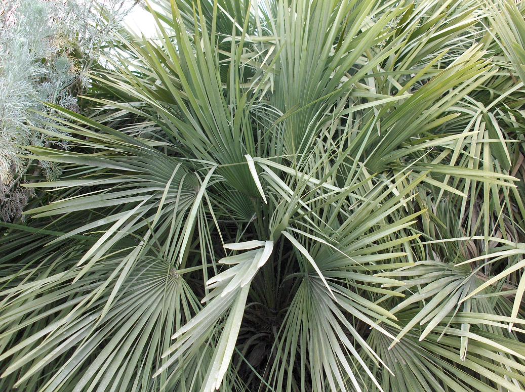 Chamaerops humilis / Palma nana